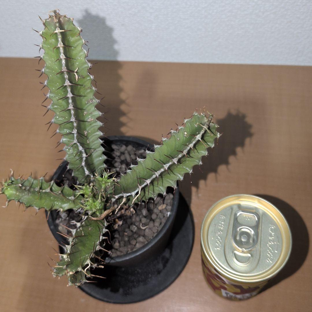 ユーフォルビア　ムランジーナ　実生株 （鉢付き)