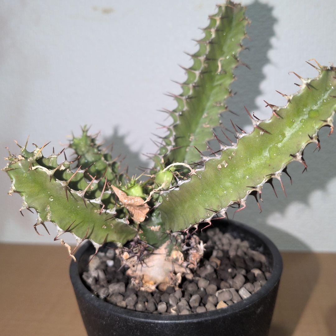 ユーフォルビア　ムランジーナ　実生株 （鉢付き)