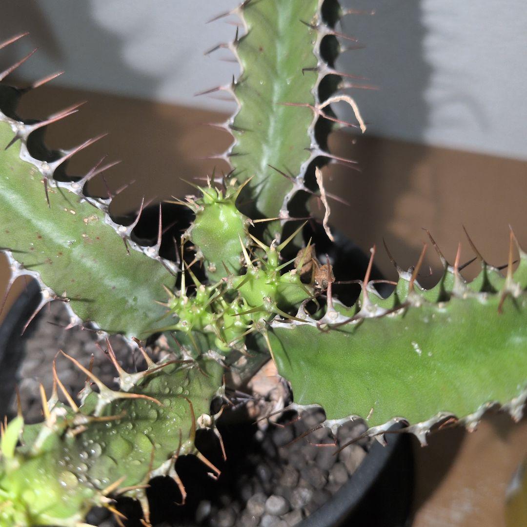 ユーフォルビア　ムランジーナ　実生株 （鉢付き)