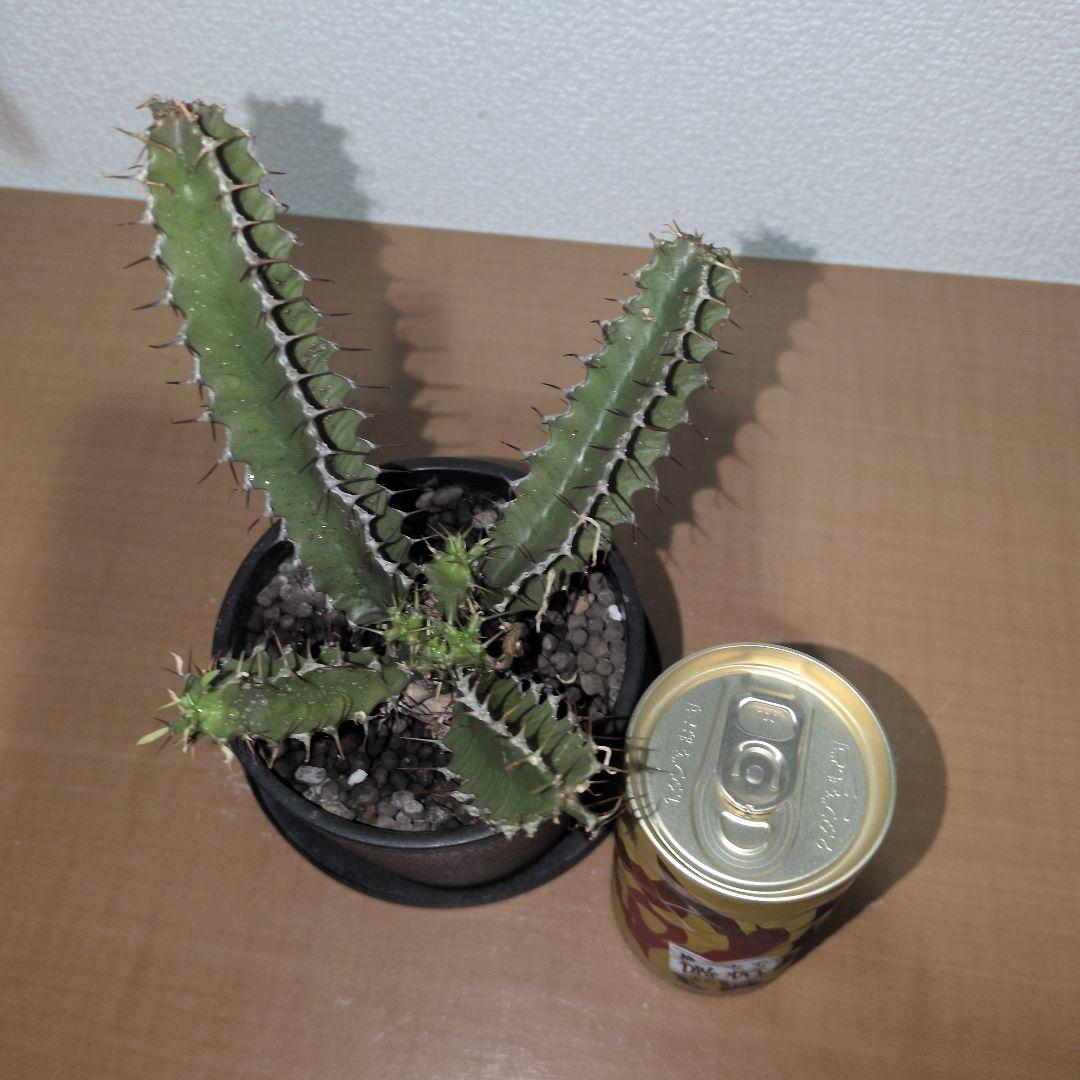 ユーフォルビア　ムランジーナ　実生株 （鉢付き)