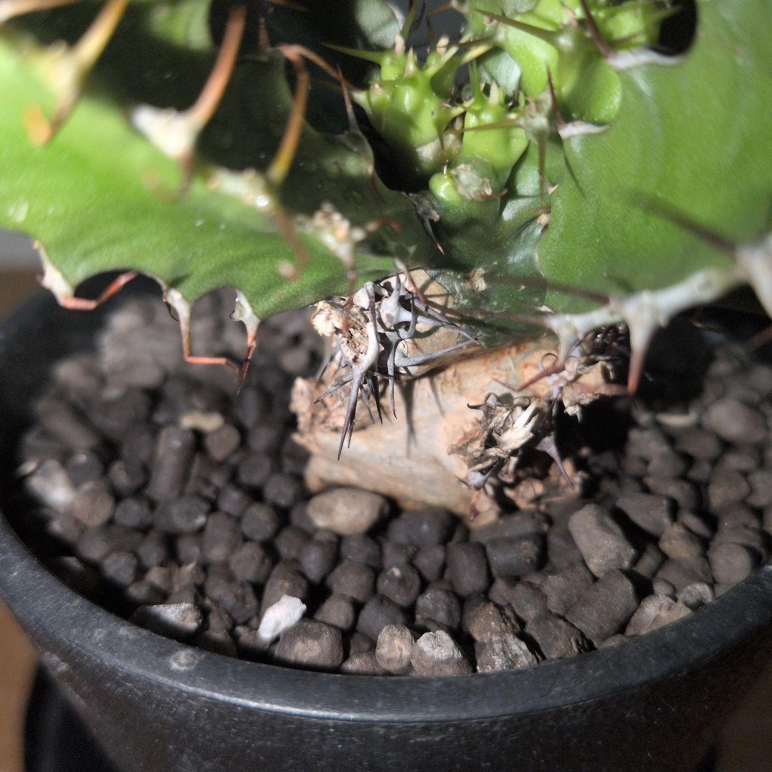 ユーフォルビア　ムランジーナ　実生株 （鉢付き)