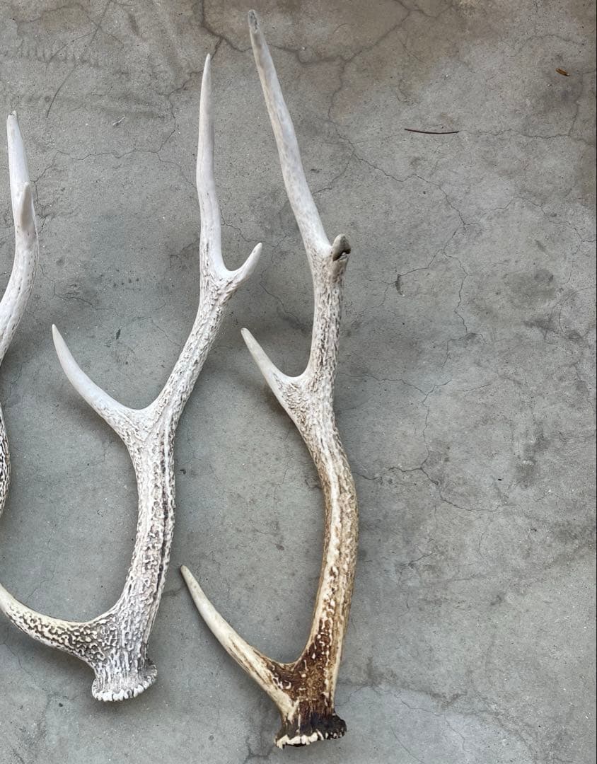 鹿の角　9本　まとめ売り