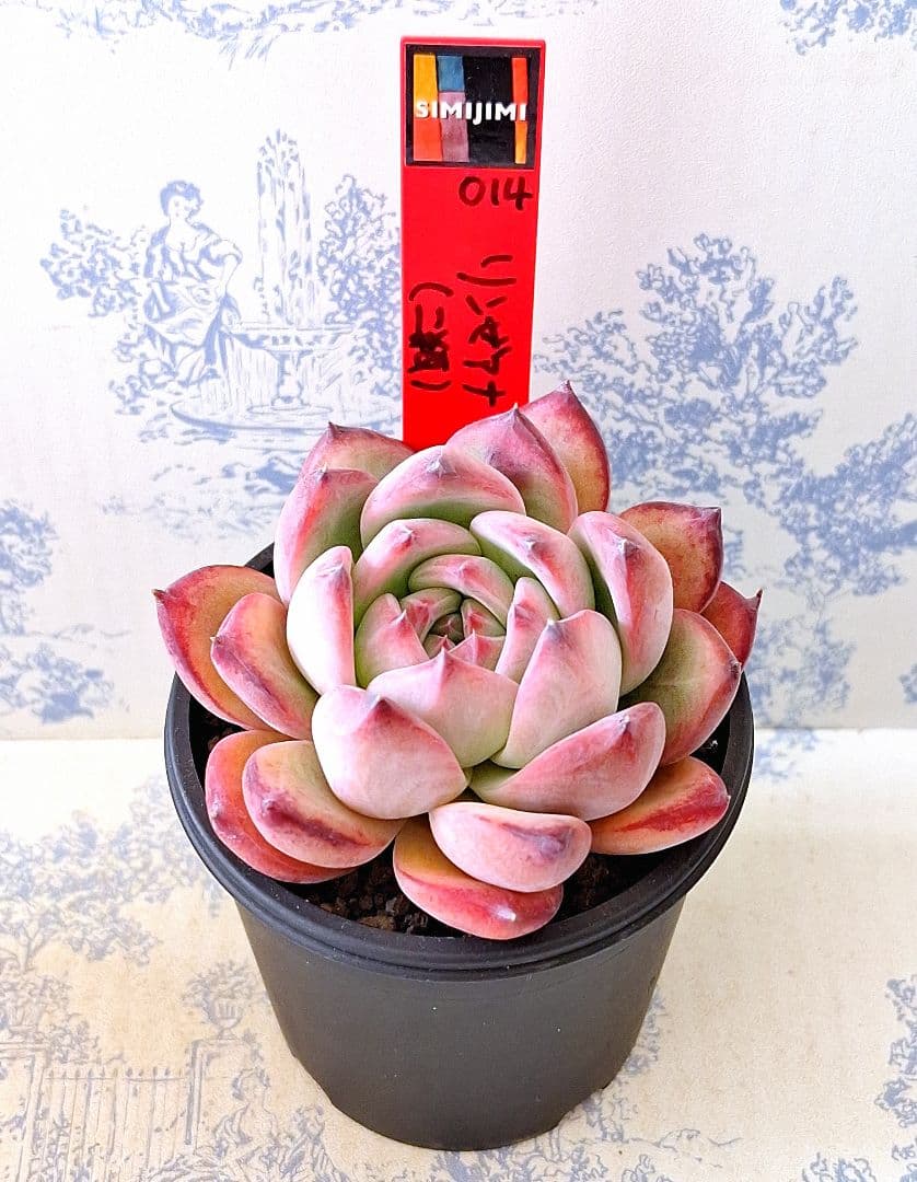 リンゼアナ(二瓶)simijimiさん苗札付きポットごとメルカリ便