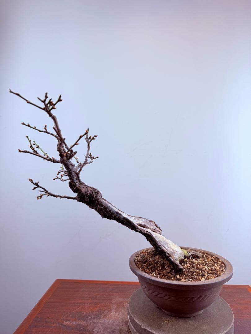 【ガチ盆栽】野梅　激古