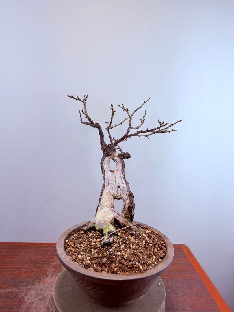 【ガチ盆栽】野梅　激古