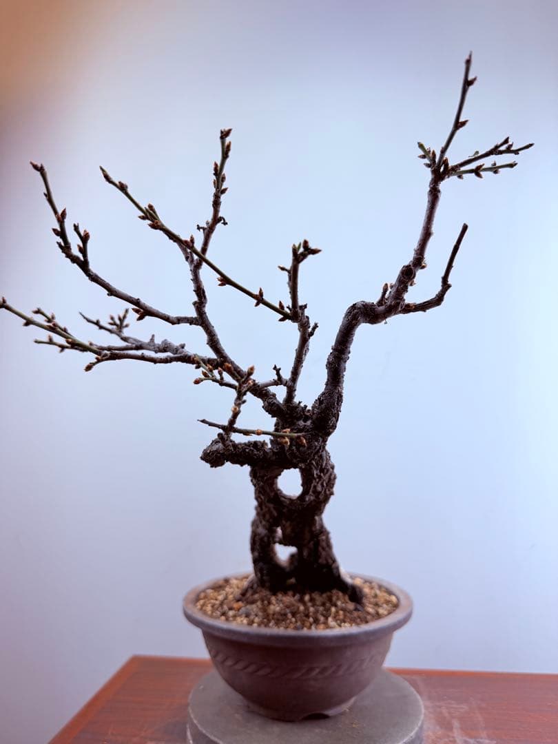 【ガチ盆栽】野梅　激古