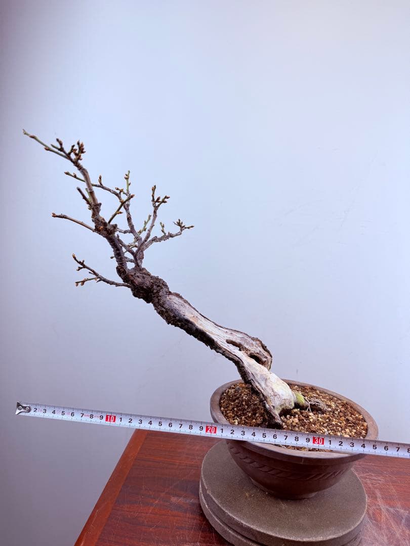 【ガチ盆栽】野梅　激古