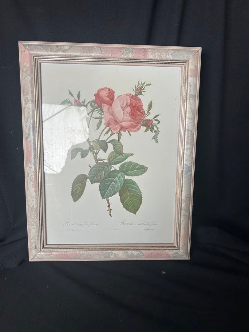 バラの植物画 シルバーフレーム付き