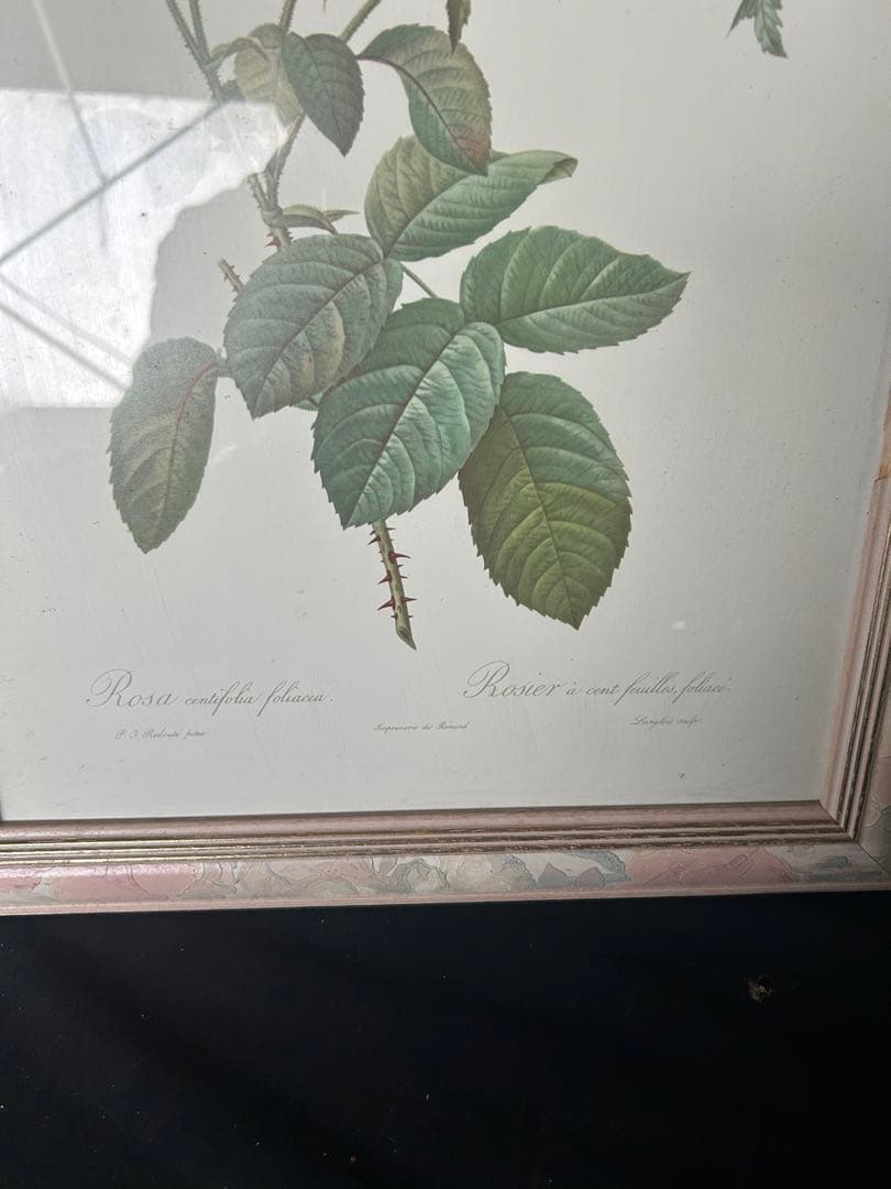 バラの植物画 シルバーフレーム付き