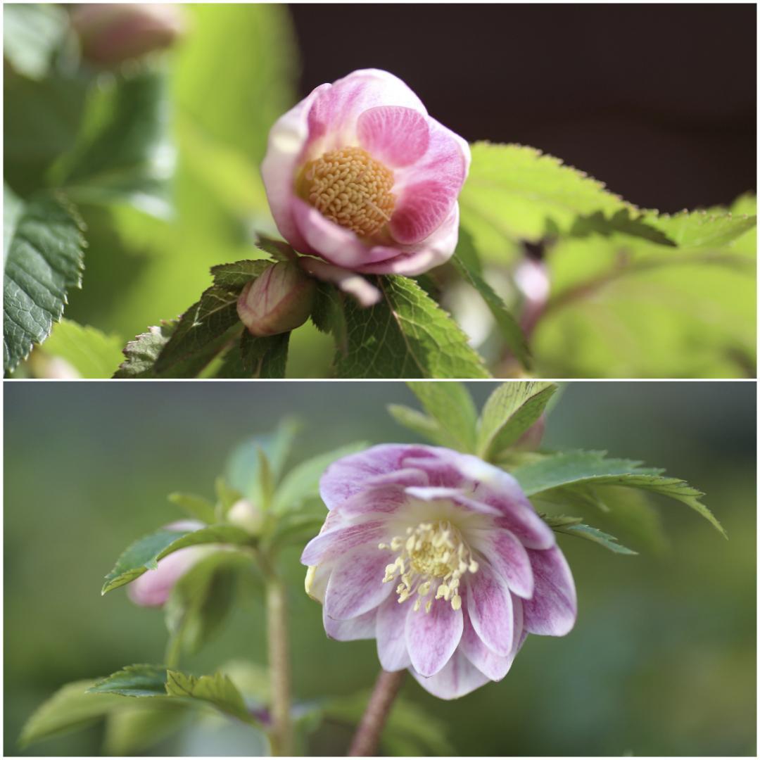 ローブリッター「新春セール」クリスマスローズ 小苗 セット