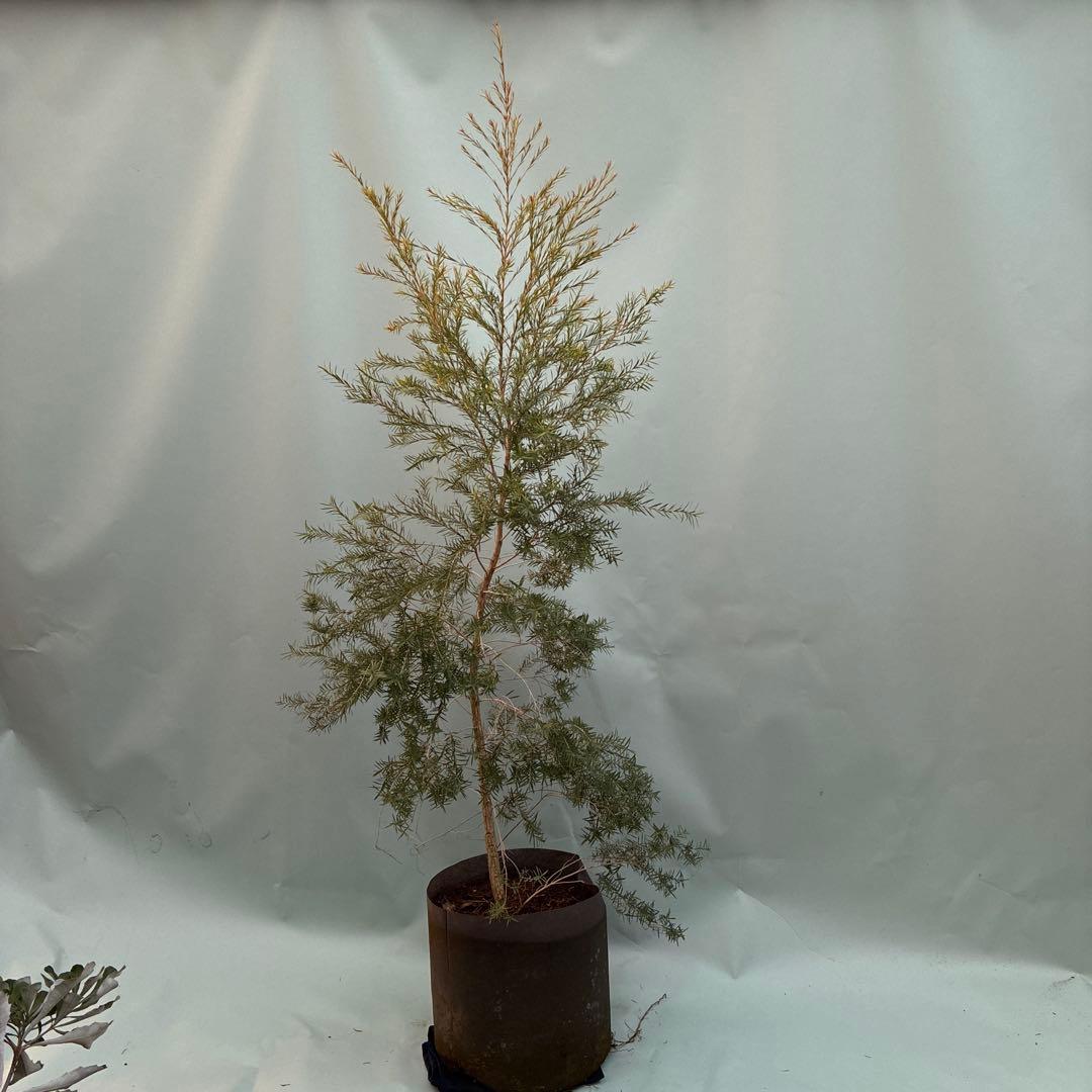 メラレウカ　スノーインサマー