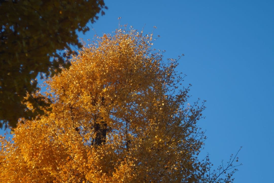 レンズ(単焦点) 065_Steinheil Culminar 85/28 VL (exacta)