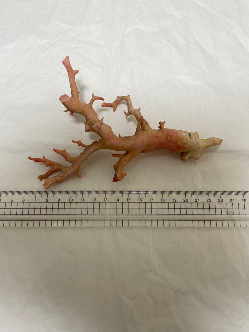 珊瑚サンゴ、本珊瑚原木の置物