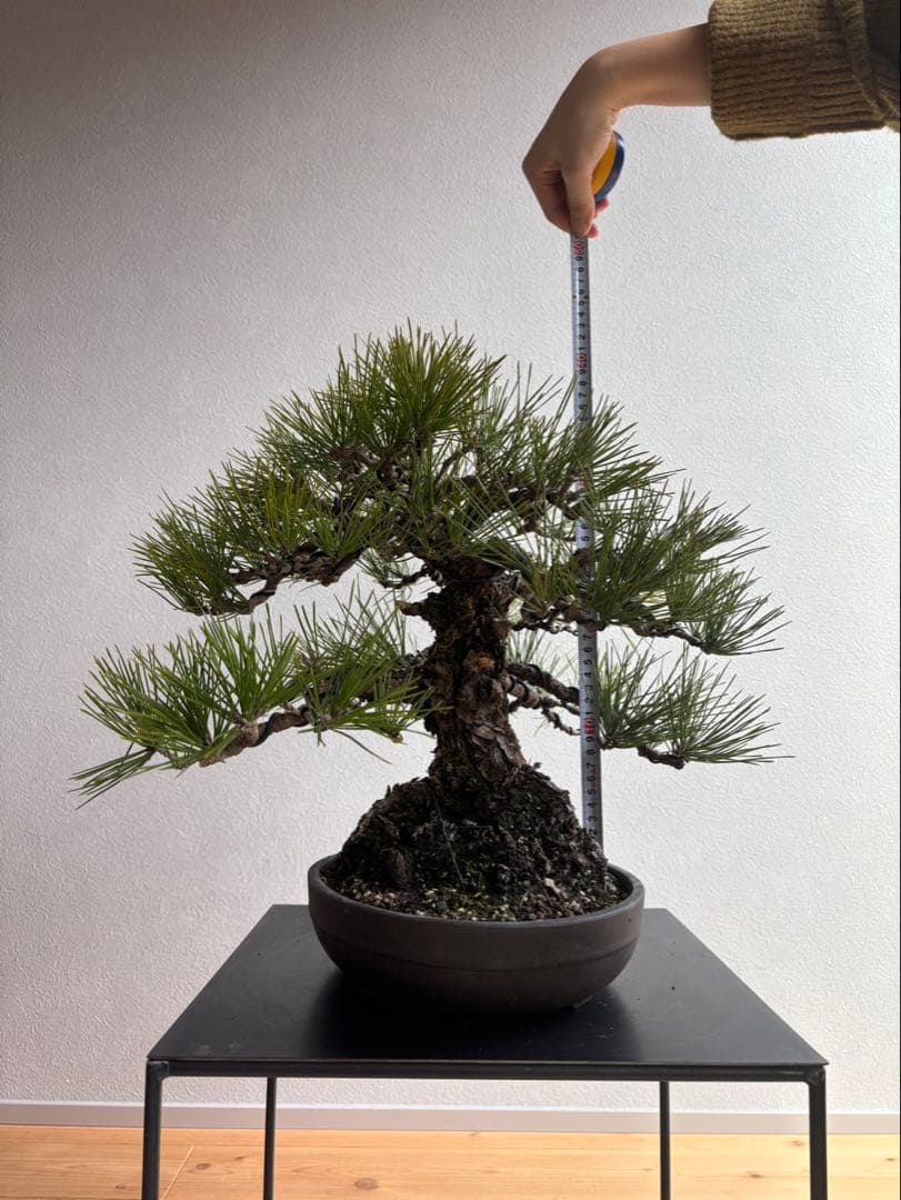 田*二様 黒松　盆栽　中品　激古　模様木　足元18㎝