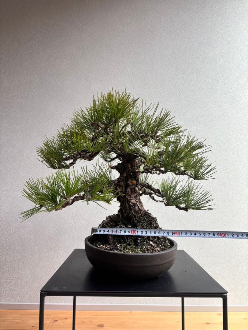 田*二様 黒松　盆栽　中品　激古　模様木　足元18㎝