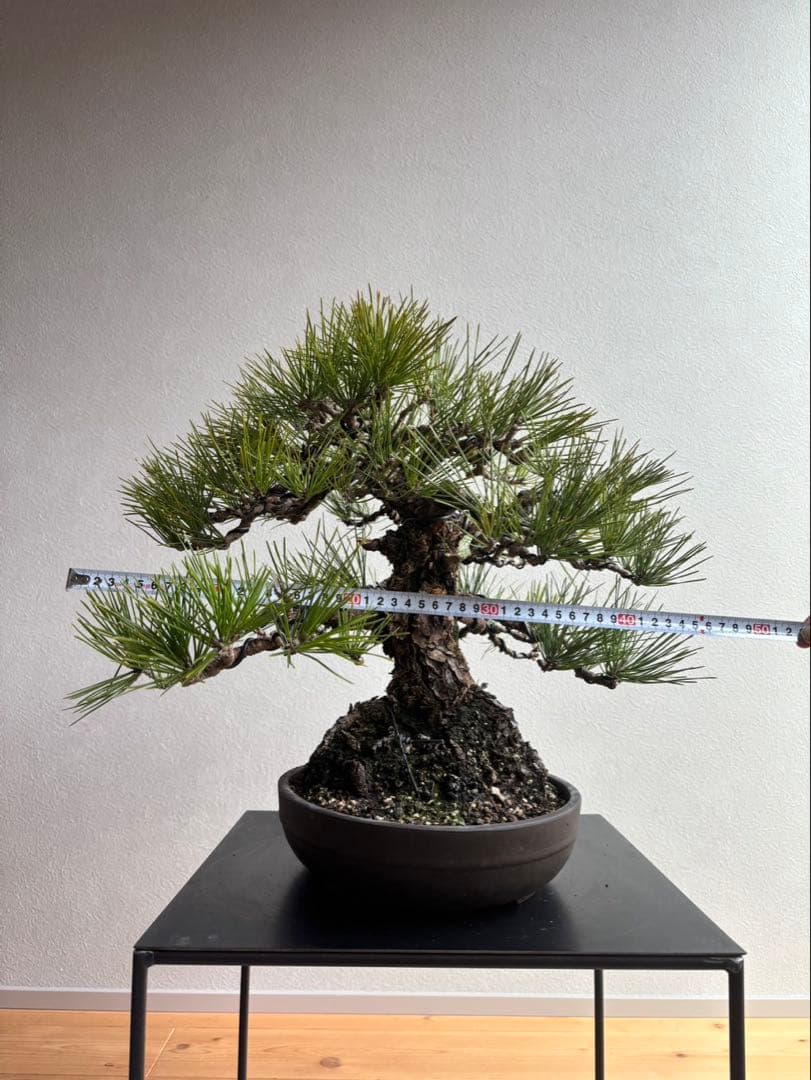 田*二様 黒松　盆栽　中品　激古　模様木　足元18㎝