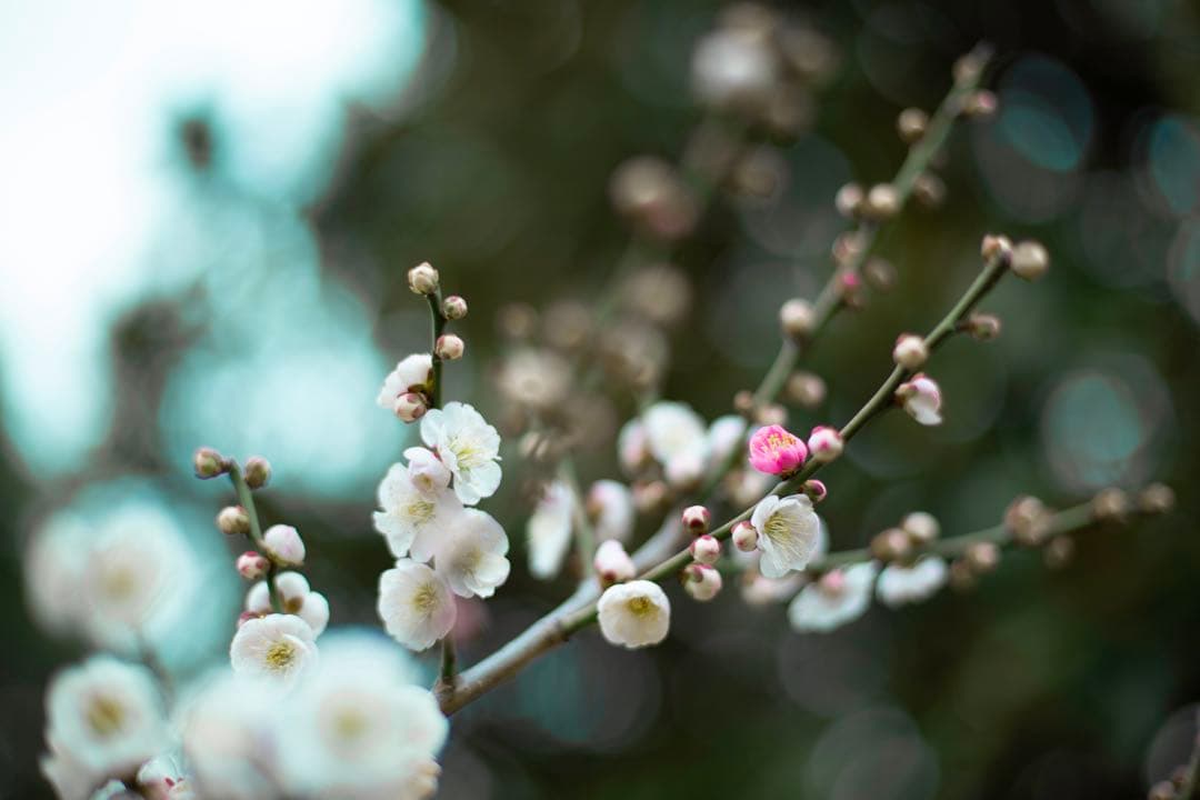 Canon EF 50mm USM F1.4＋ クロスフィルター