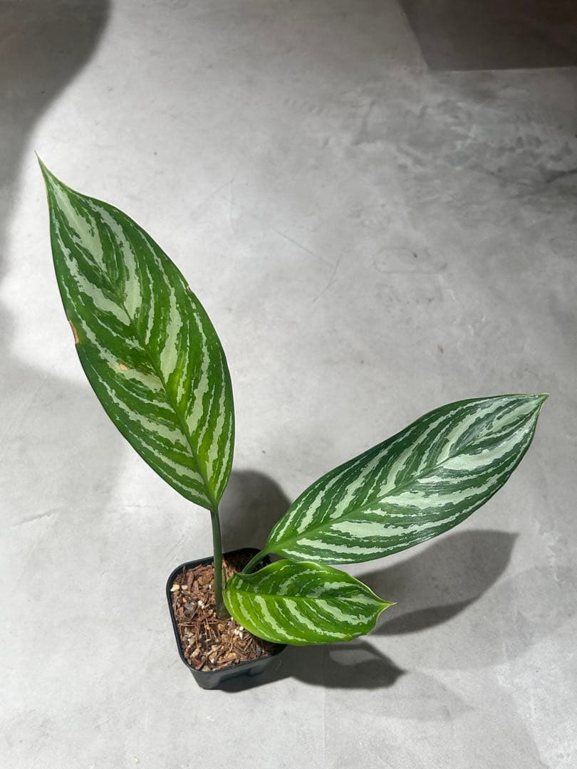 アグラオネマ　カーティシー