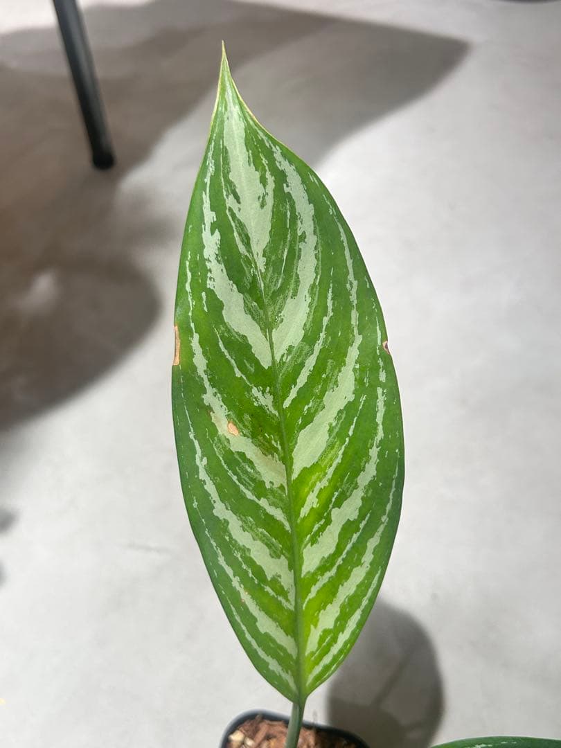 アグラオネマ　カーティシー