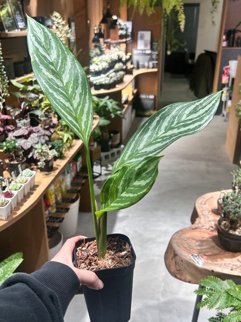 アグラオネマ　カーティシー