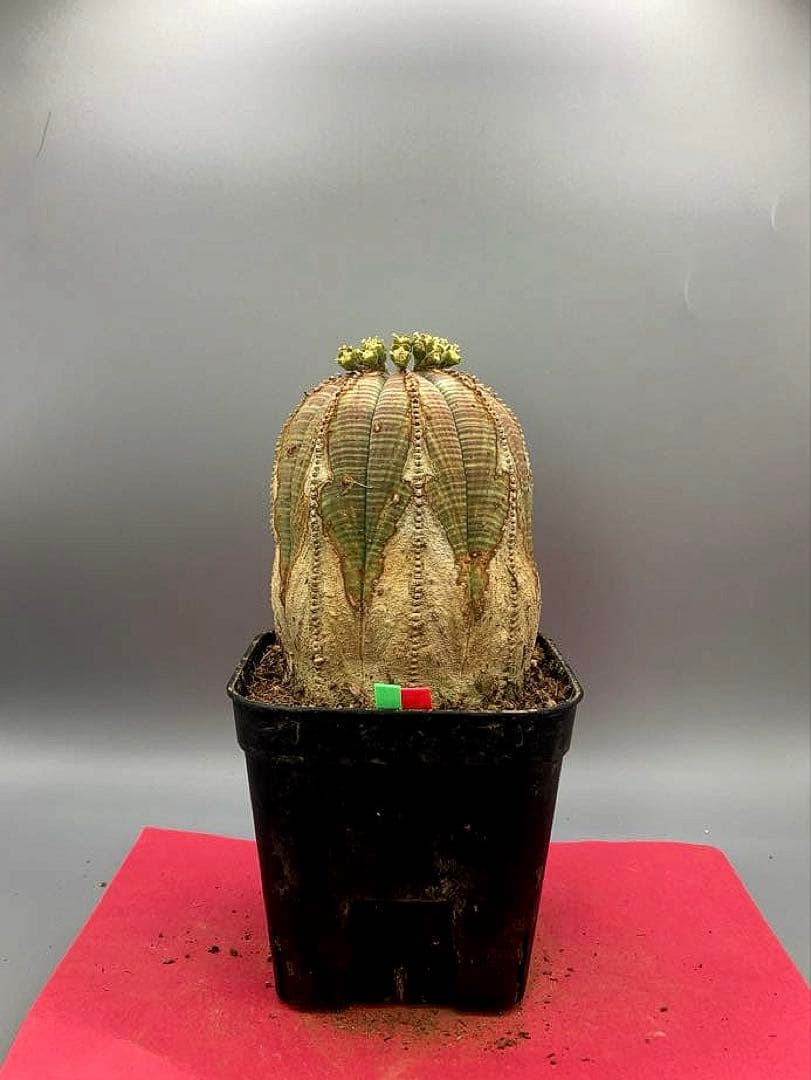 《3号GR》ユーフォルビア　オールド　オベサ　雄株