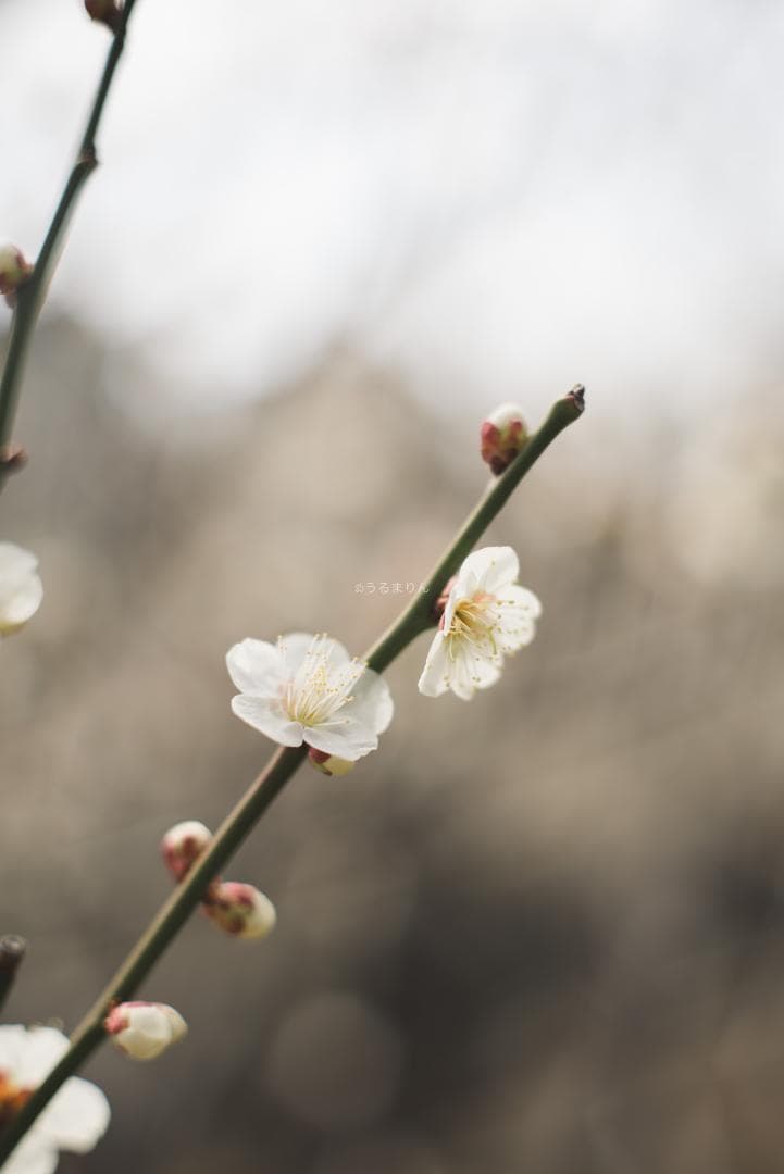 R指標8枚玉！旭光学 Super-Takumar 50mm f1.4 最前期