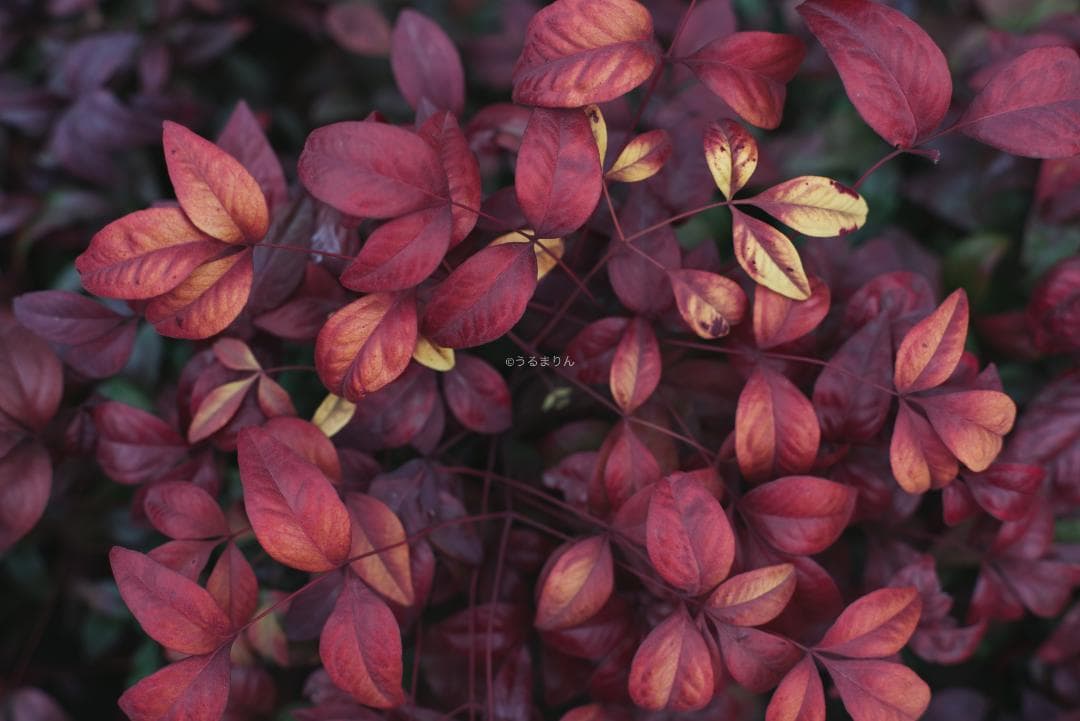 R指標8枚玉！旭光学 Super-Takumar 50mm f1.4 最前期