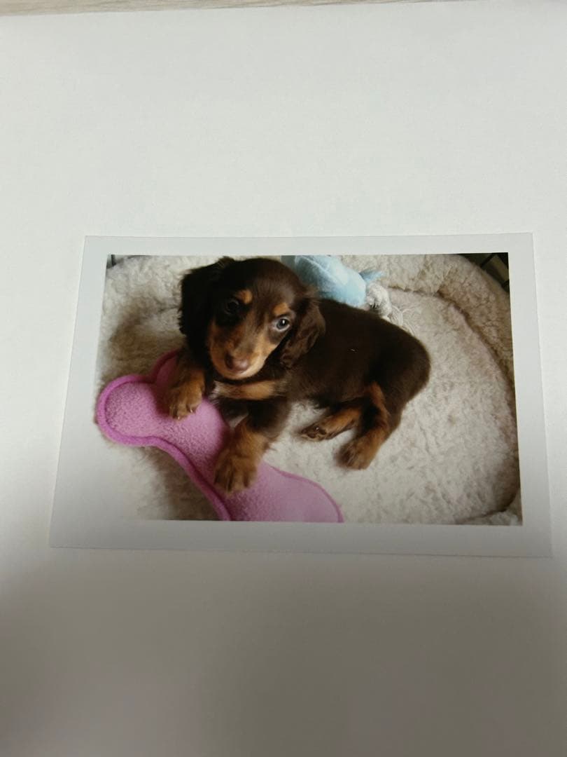 SONY Cyber-shot DSC-T9 動作確認済み写真現像見本あり