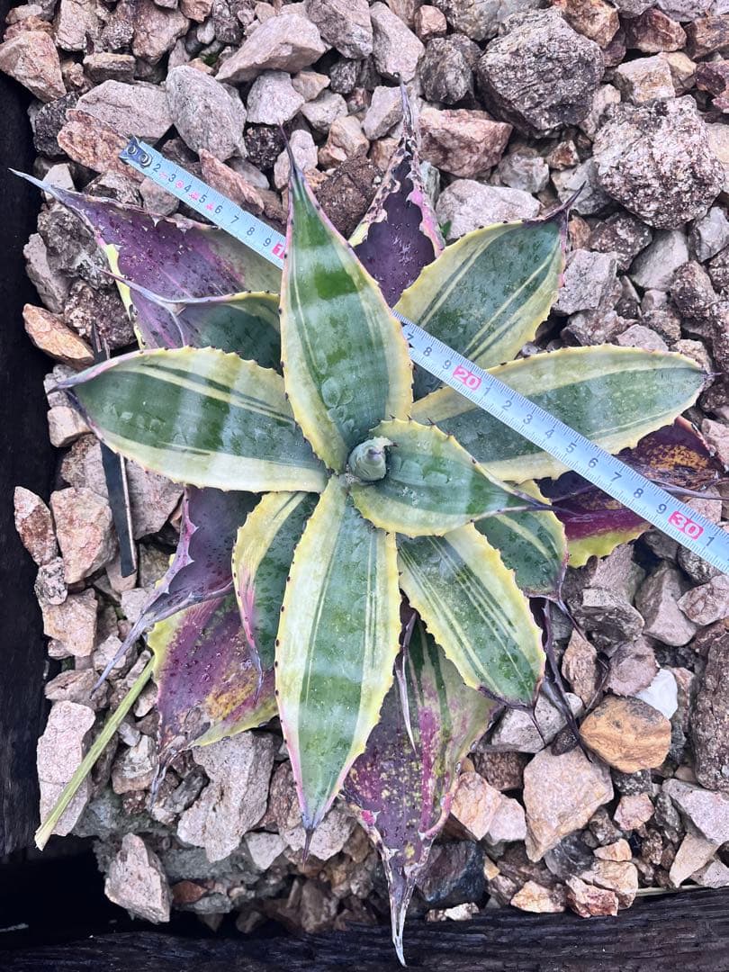 u*8様 アガベ　リップルエフェクト