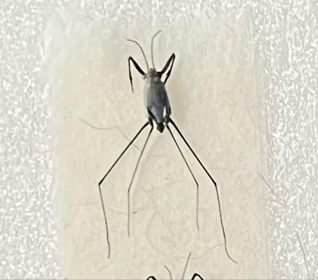 アキ 貴重 ウミアメンボ 標本 2匹