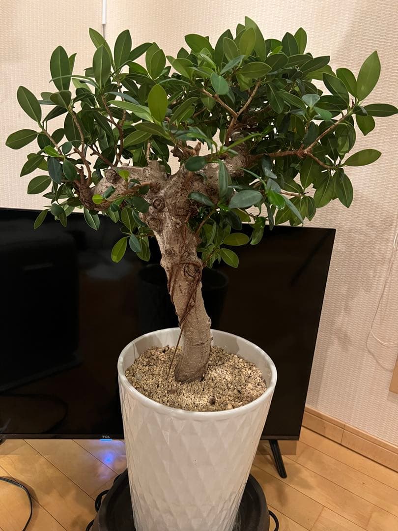 ※千葉県市原市にて手渡しでのお取引出来る方限定！ ガジュマル 多幸の木