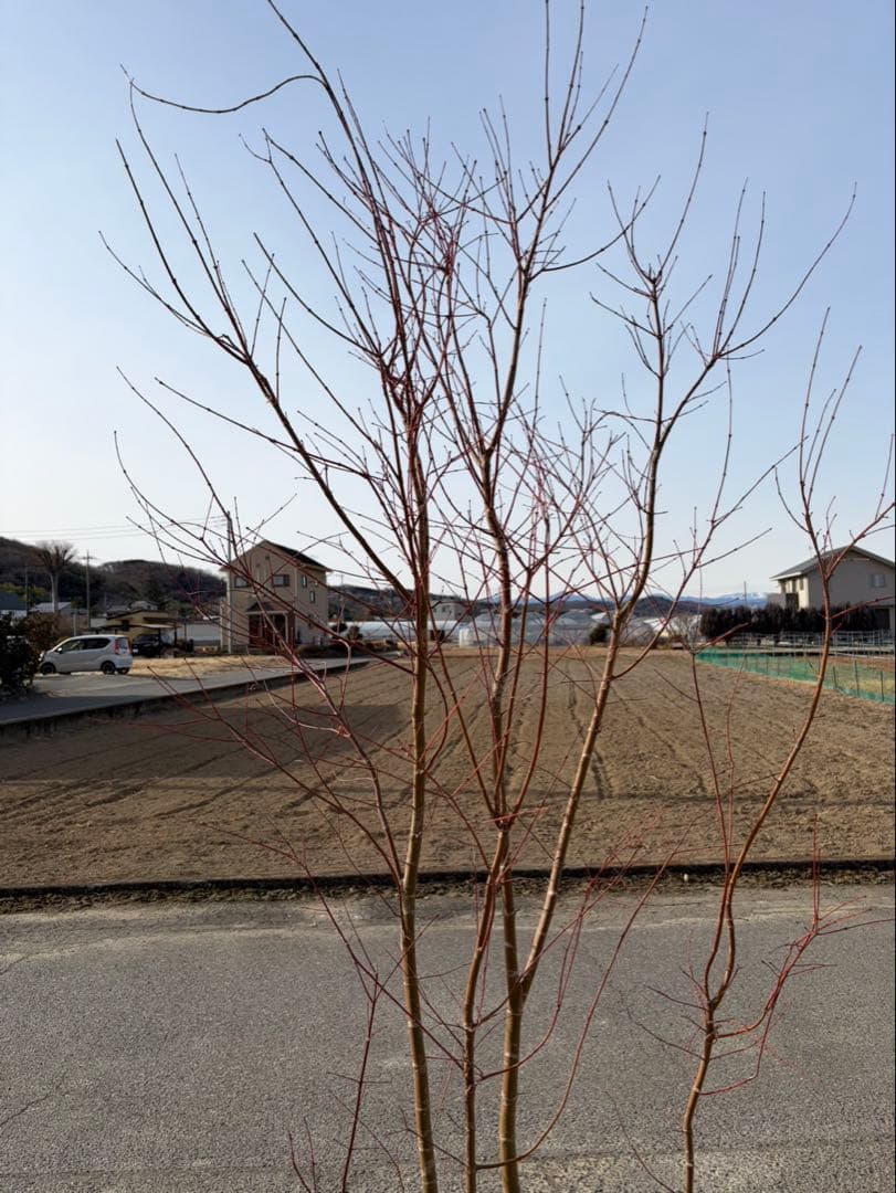 イロハモミジ 自然樹形 本株立ち 4本立ち