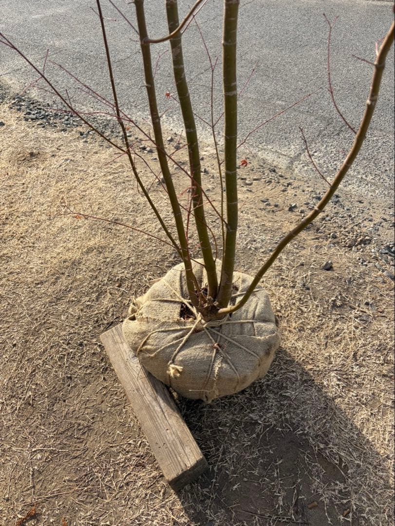 イロハモミジ 自然樹形 本株立ち 4本立ち