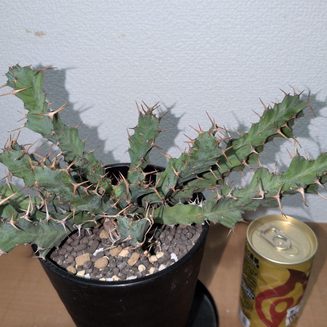 ユーフォルビア　クラビゲラ　大株 実生（鉢付き)