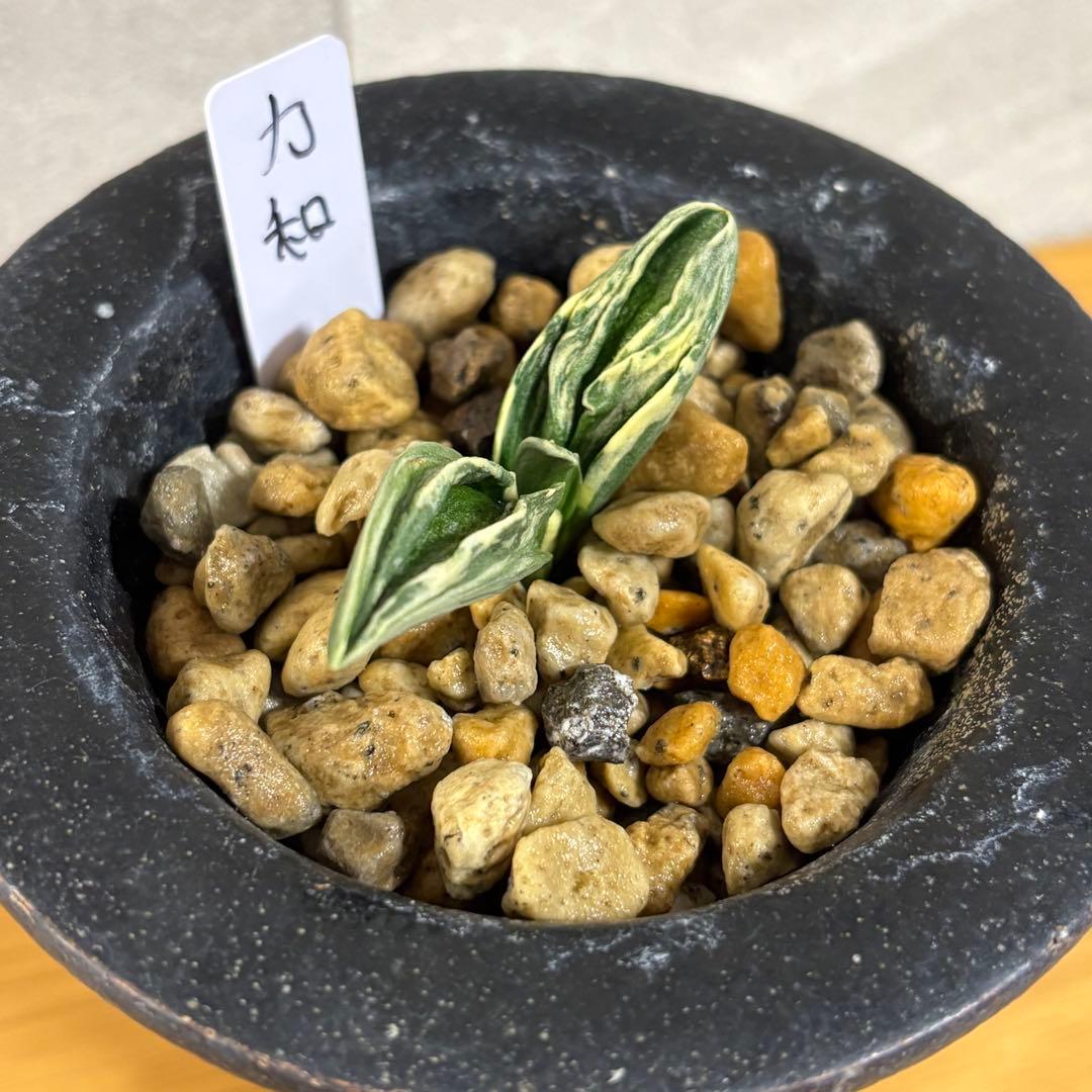 万年青　力和　羅紗系　鉢付き　おもと