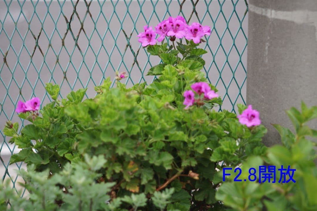 レンズ(単焦点) super takumar 105/2.8