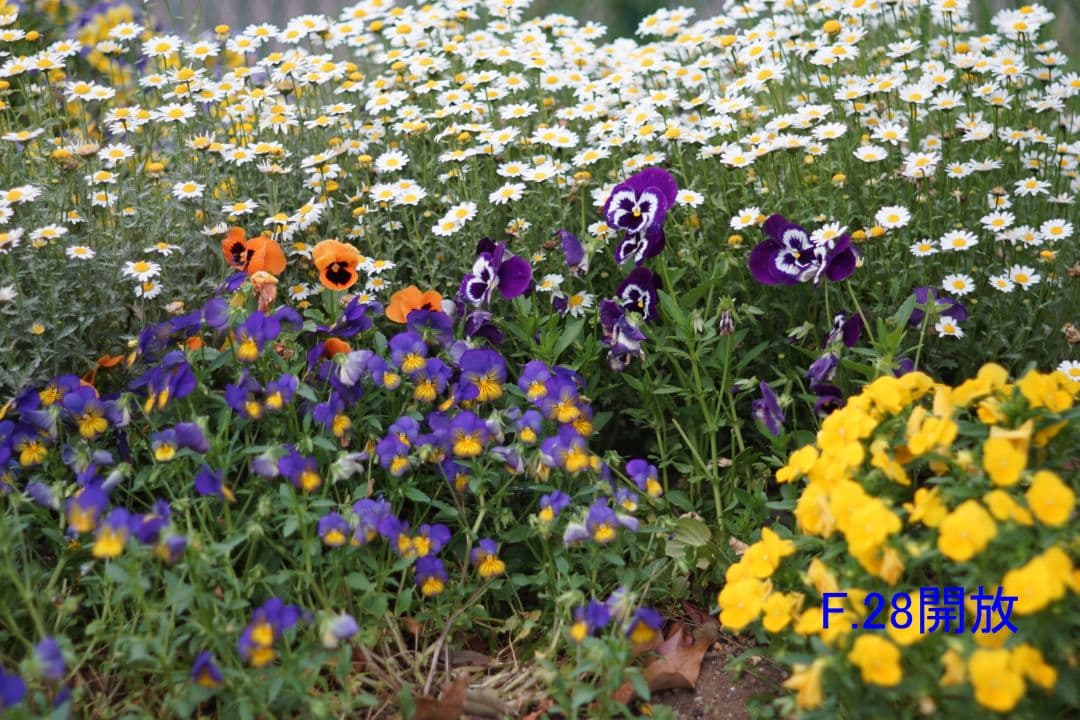 レンズ(単焦点) super takumar 105/2.8