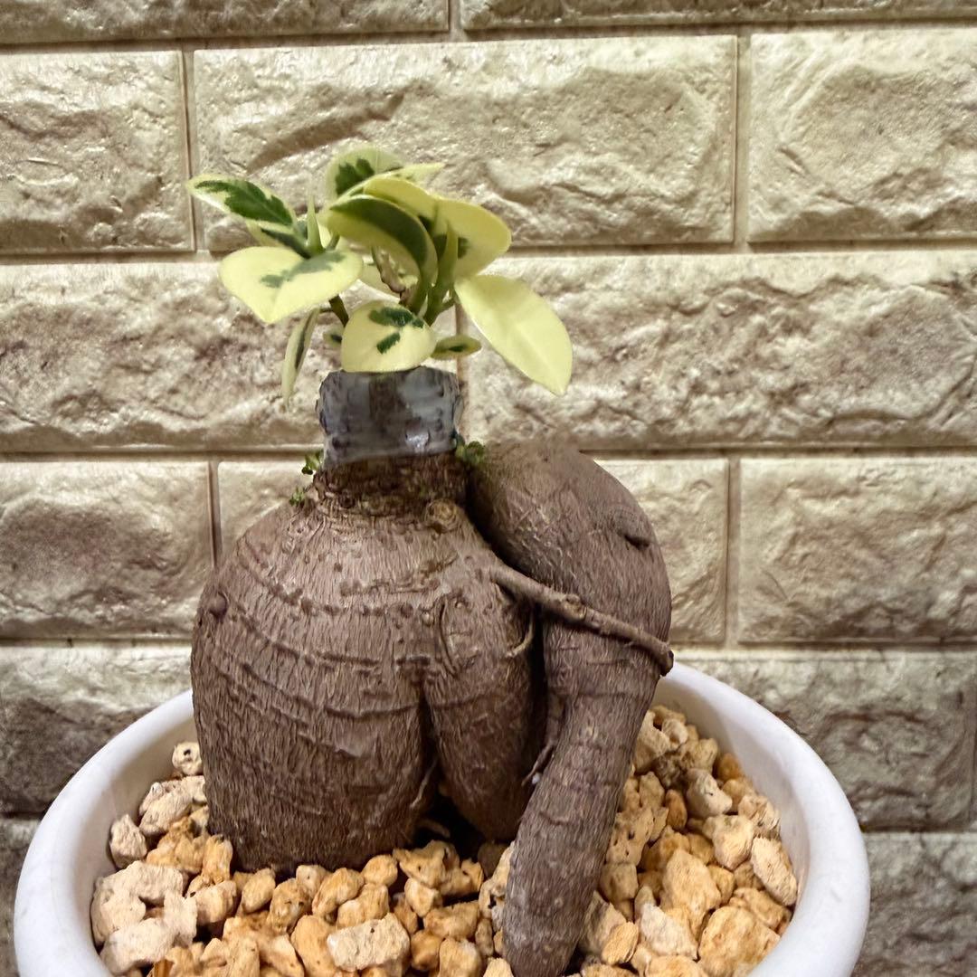 斑入りガジュマル パンダ 丸台木 接木株 活着済 白斑強 5号鉢