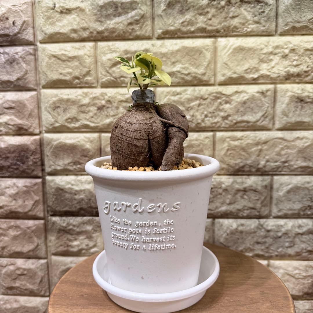 斑入りガジュマル パンダ 丸台木 接木株 活着済 白斑強 5号鉢