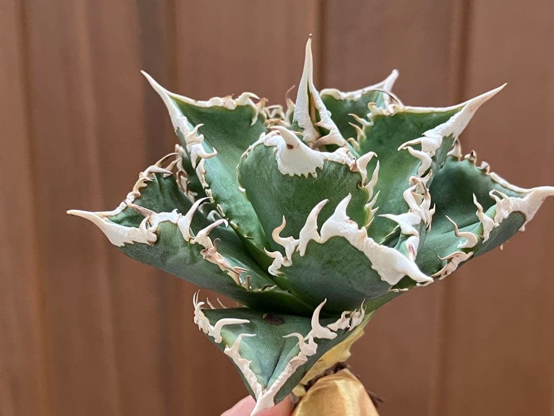 【初売り】58 匿名配送　特選　太棘　アガベ　チタノタ　白豪刺TC ②