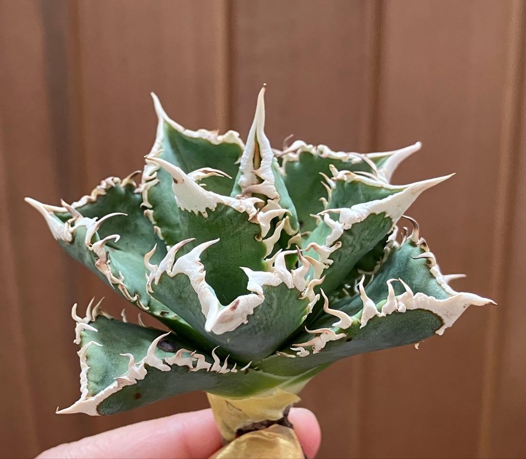 【初売り】58 匿名配送　特選　太棘　アガベ　チタノタ　白豪刺TC ②