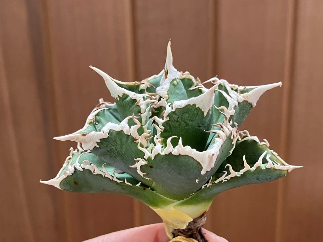 【初売り】58 匿名配送　特選　太棘　アガベ　チタノタ　白豪刺TC ②