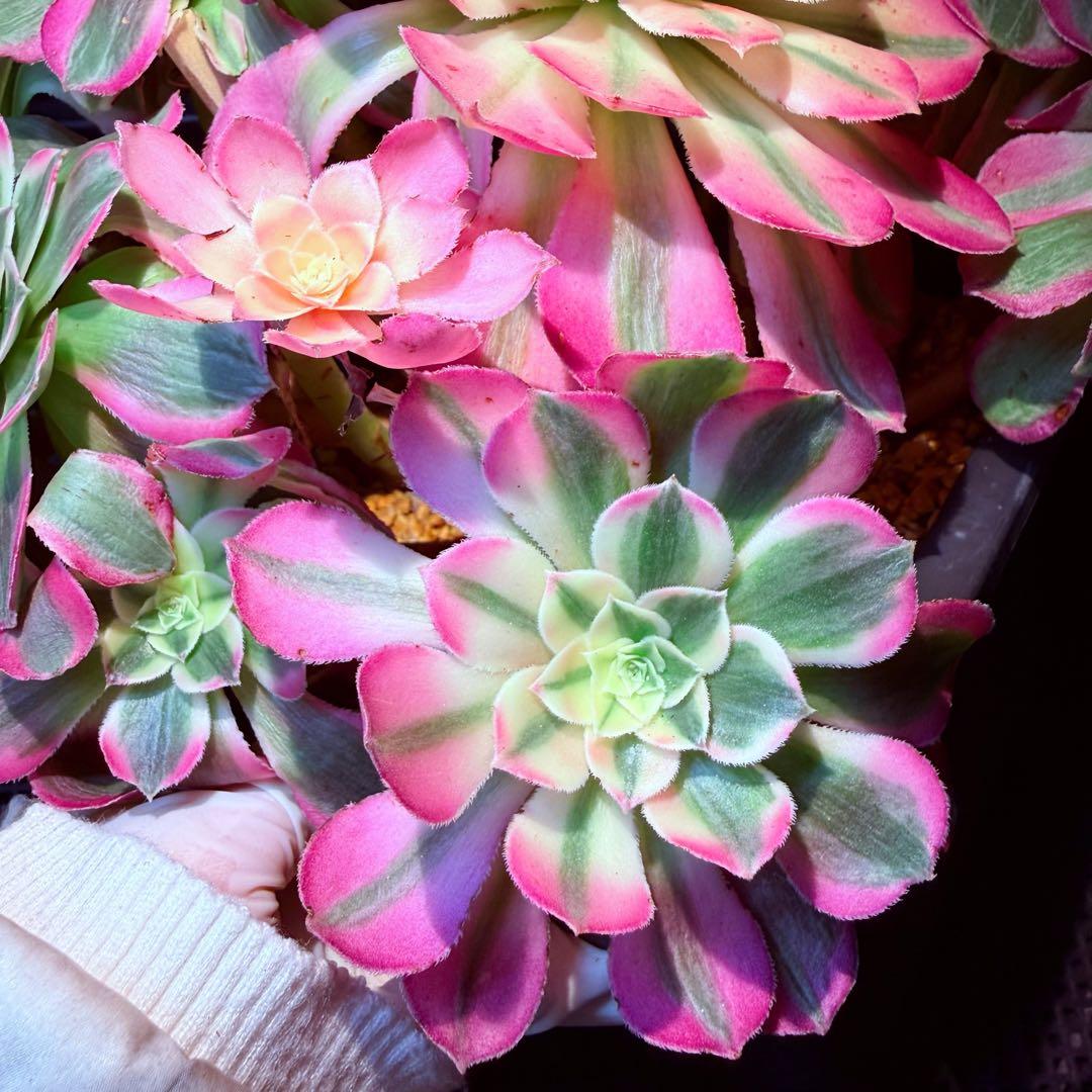 新入荷　レア新品種　アエオニウム　エレガントクイル(群生)31cm超大品　法師錦