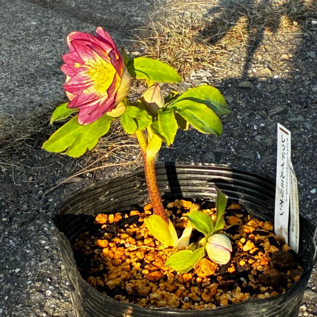 あ*号様 3568☘️蕾花タグ付☘️⭐️レッドイルミリオン⭐️美発色オーレア⭐️