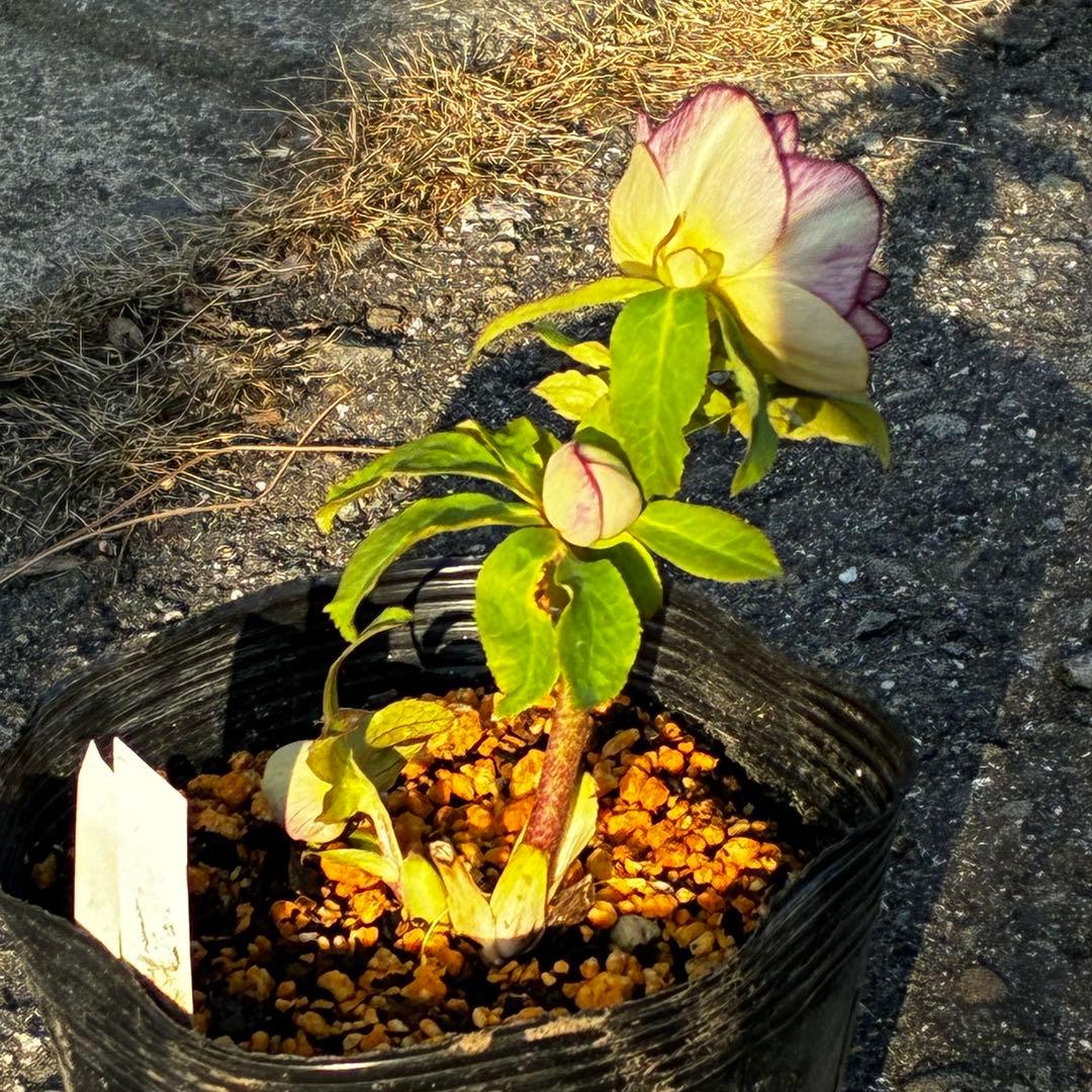 あ*号様 3568☘️蕾花タグ付☘️⭐️レッドイルミリオン⭐️美発色オーレア⭐️