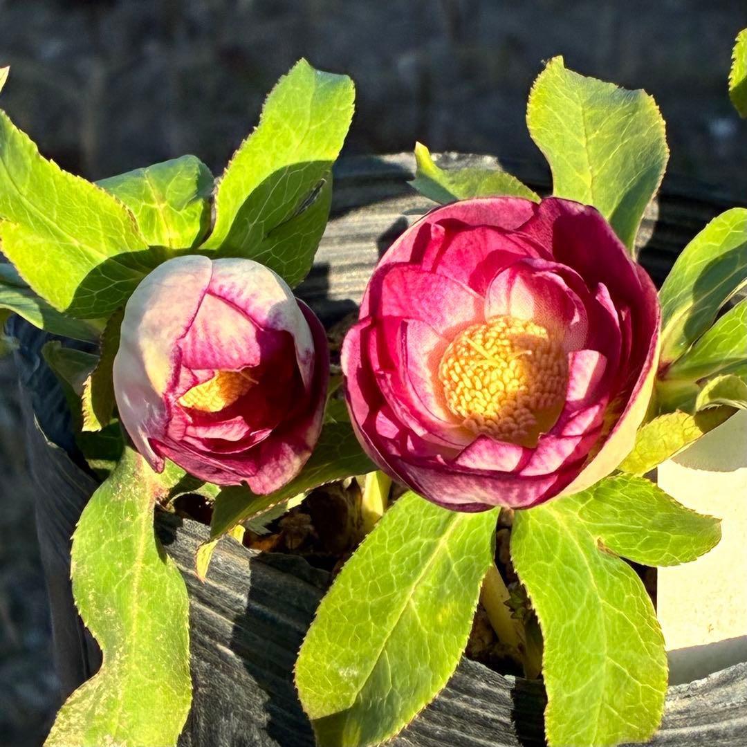 あ*号様 3568☘️蕾花タグ付☘️⭐️レッドイルミリオン⭐️美発色オーレア⭐️