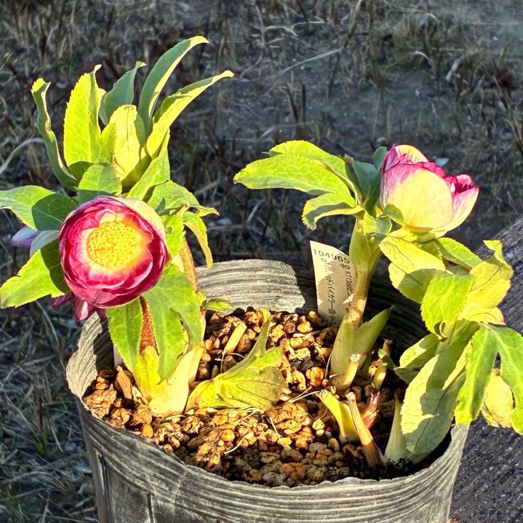 あ*号様 3568☘️蕾花タグ付☘️⭐️レッドイルミリオン⭐️美発色オーレア⭐️