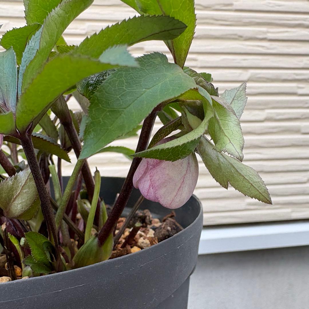 大木ナーサリー　クリスマスローズ