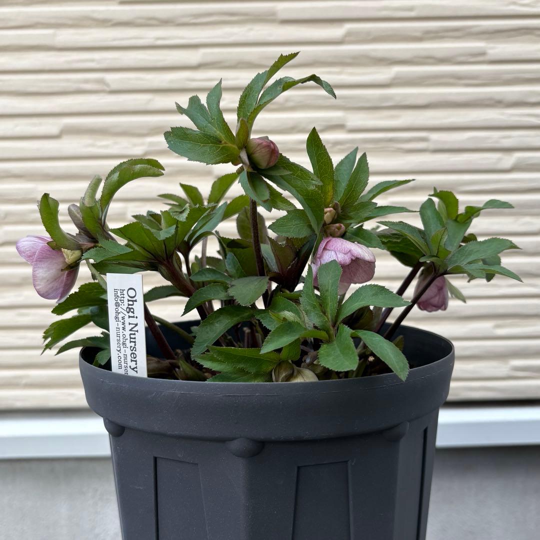 大木ナーサリー　クリスマスローズ