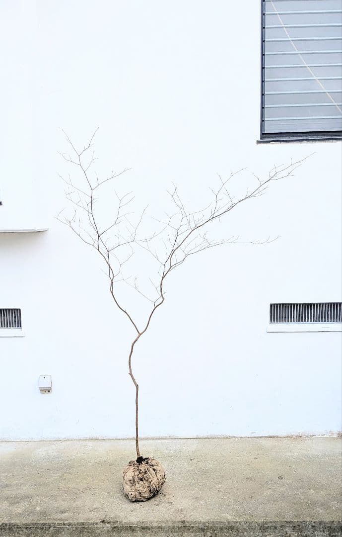 新春特価。山採りシロモジ。